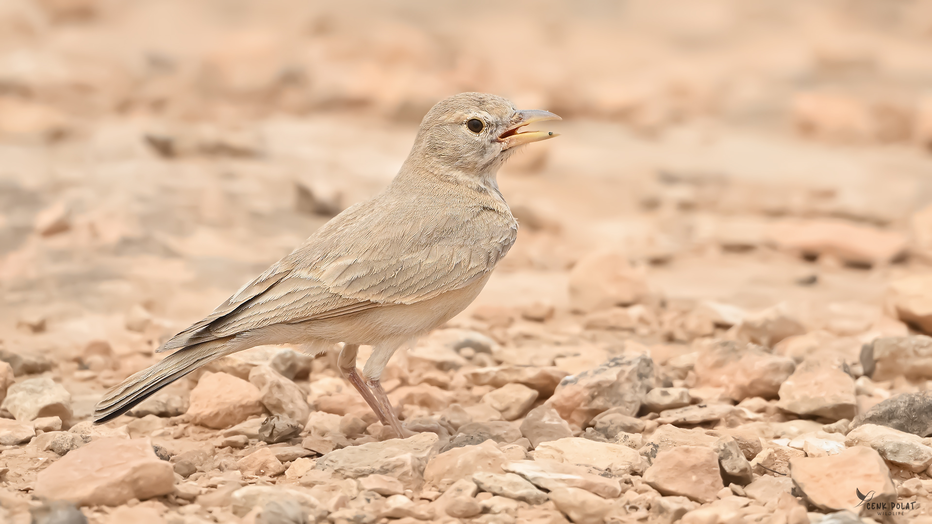 Desert Lark
